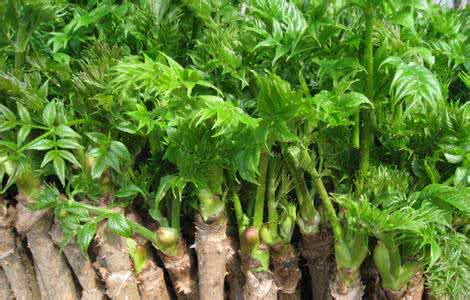 东北三省是哪三省有什么特产,东北三省出特产