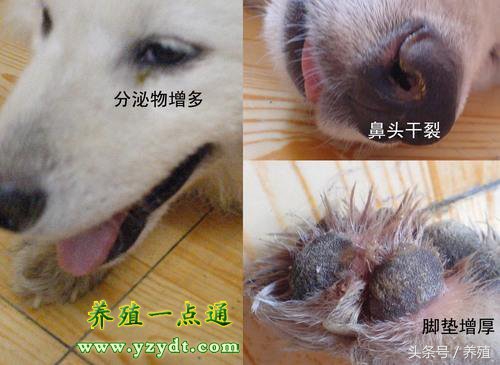 犬瘟热狗抽搐大声吠叫怎么办,狗狗接触了犬瘟热的狗怎么办