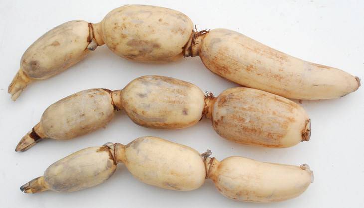 秋天吃莲藕不仅好处多，还能治妇科疾病