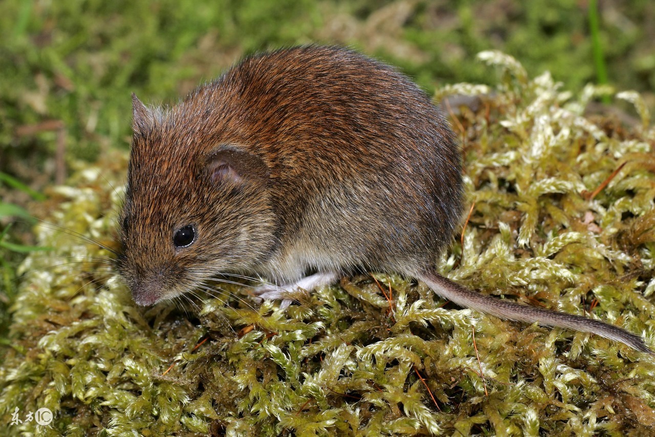 72年属鼠女2022年运势,属鼠2022年虎年运势运程