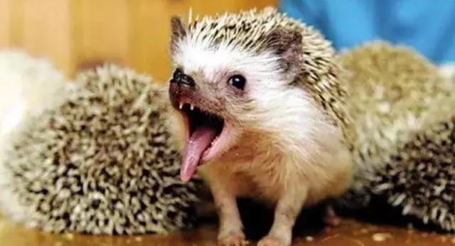 亚宠展攻略狗狗,亚宠展2020爬宠