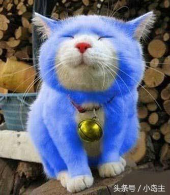 保证让你笑到肚子疼的视频,保证让你笑到死的视频