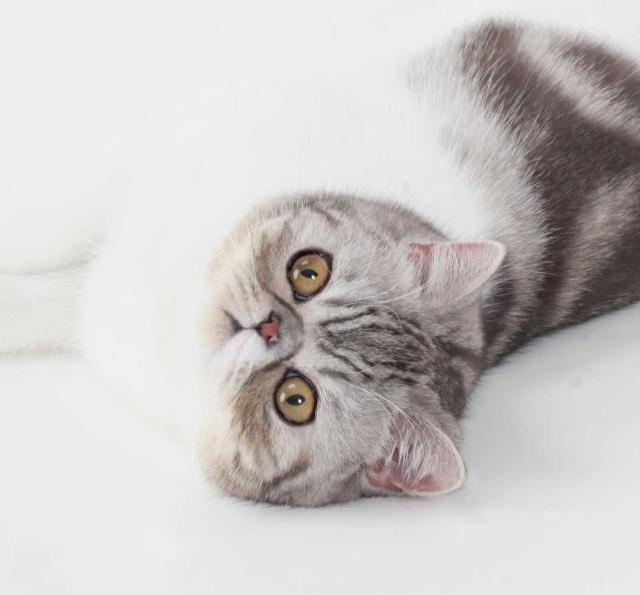 猫咪呕吐白色黏液是怎么回事,猫咪呕吐可以吃什么人类的药