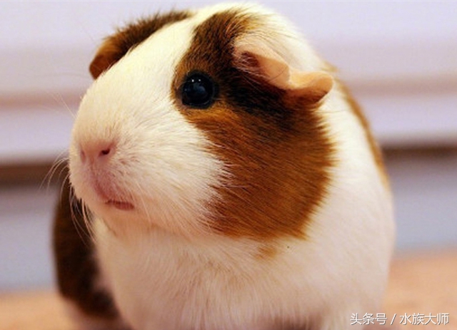 荷兰猪饲养的禁忌事项,荷兰猪养了一年还是怕人怎么办