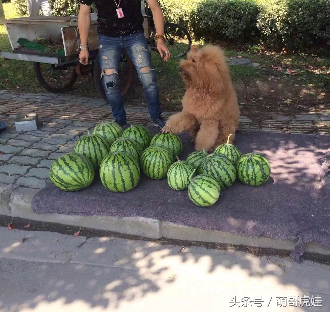主人教大泰迪卖西瓜赚狗粮，大的换十斤小的换五斤晚饭全靠自己赚