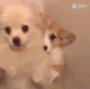 那坨博美！好软！好圆！好蓬！好想揉！