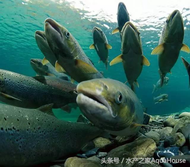 8月水产品价格表,7月水产品批发市场价格简报