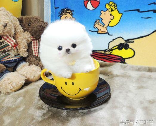 50天的小狗得了细小治愈成功率,宠物狗病毒的防治