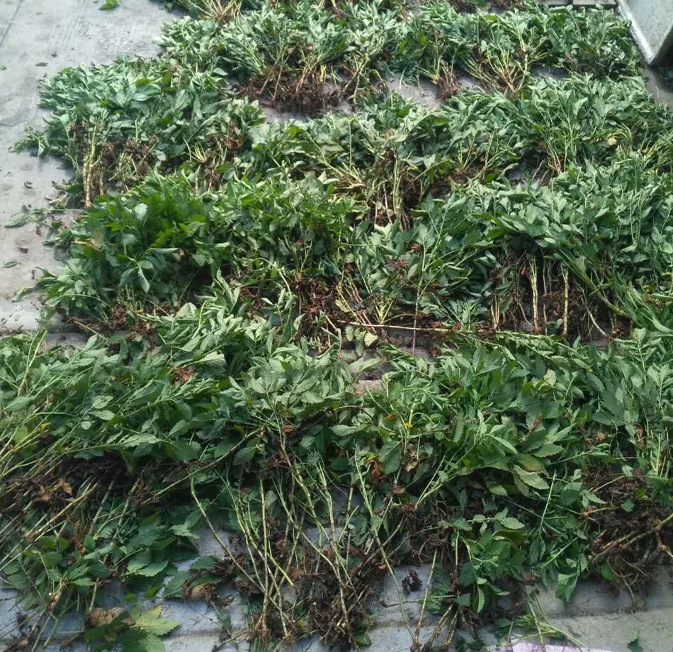 气血双补的仙鹤草，还有一些什么秘密，你知道吗？