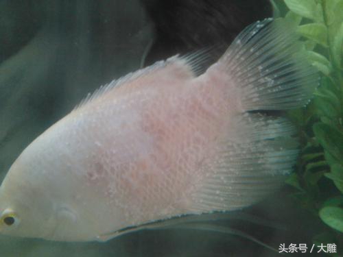 养的招财鱼死了怎么处理,招财鱼怎么避免烂身