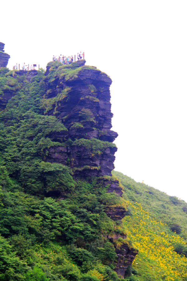 天天有人去山上采蘑菇,每天来观看的游客上万人