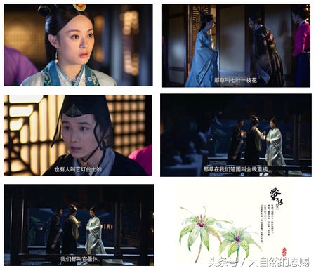 七叶一枝花有什么作用和功效,七叶一枝花