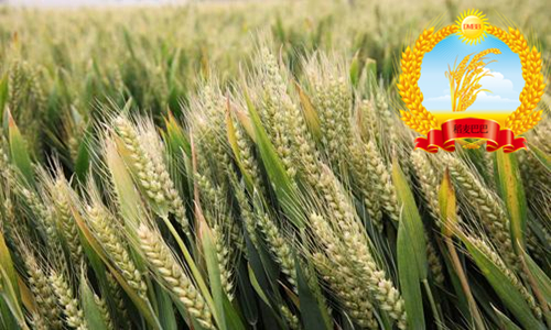 山农28小麦种审定时间,小麦品种山农28产量如何