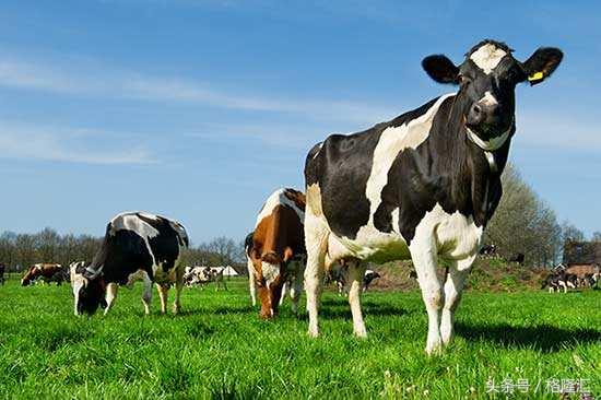 奶粉供给侧后，健合国际（1112.HK）能重复煤炭钢铁的故事