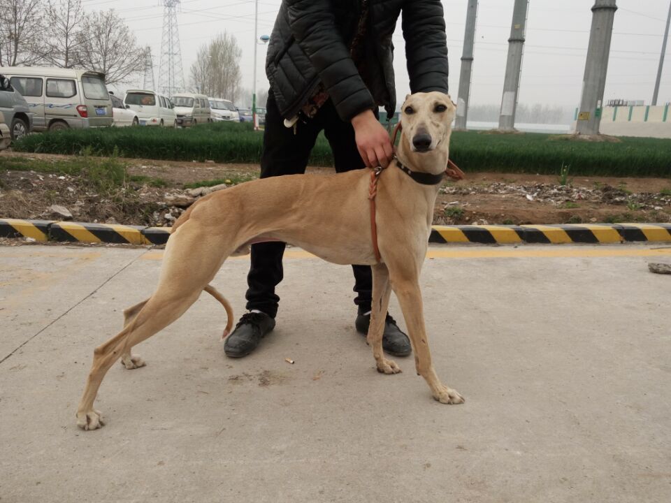 格力犬和灵缇犬区别比较,选灵缇格力狗的正确方法和技巧