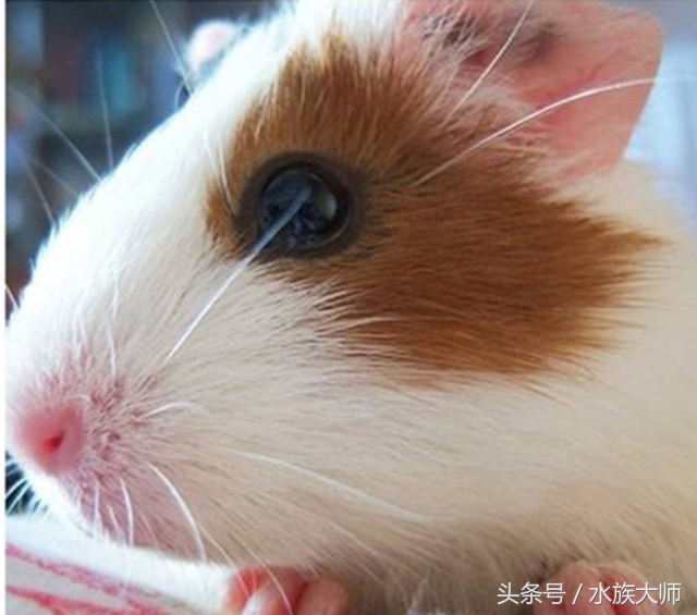 荷兰猪养了有什么坏处,荷兰猪喂多了怎么办