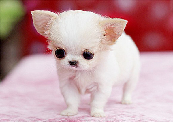茶杯犬要怎么养,茶杯犬怎么样养
