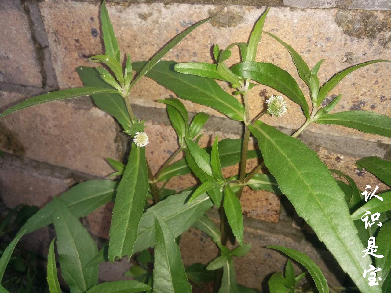 墨旱莲为什么叫墨旱莲,墨旱莲草有什么用法