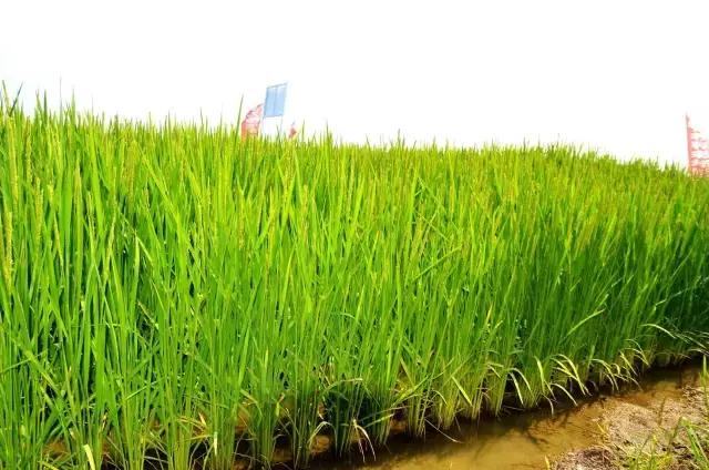 普田农科院科技园区精品展示陆地最强产量为王、普田莲育1496