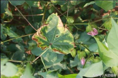 棉花枯黄萎病的药物有哪些,棉花枯黄萎病抗病性鉴定