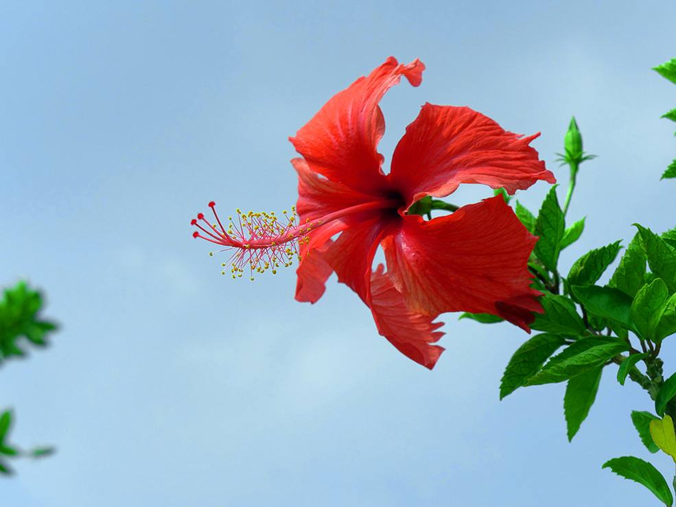 亚洲每个国家的国花是什么,世界各国国花的资料