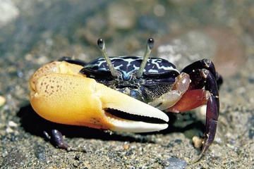 又到了吃螃蟹的季节怎样挑选螃蟹,如何正确挑选食用螃蟹你都知道吗