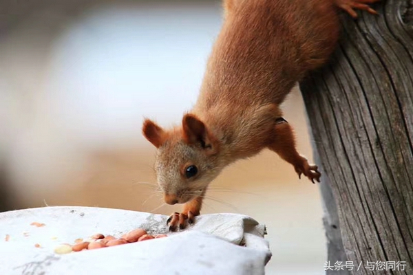 雪地松鼠可爱视频,雪地松鼠卖萌