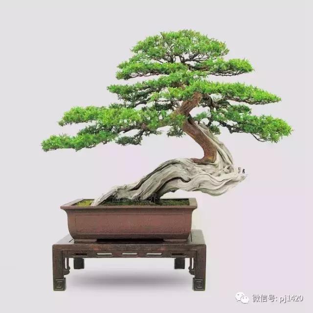 50种盆景树图片大全,50种盆景植物图片大全