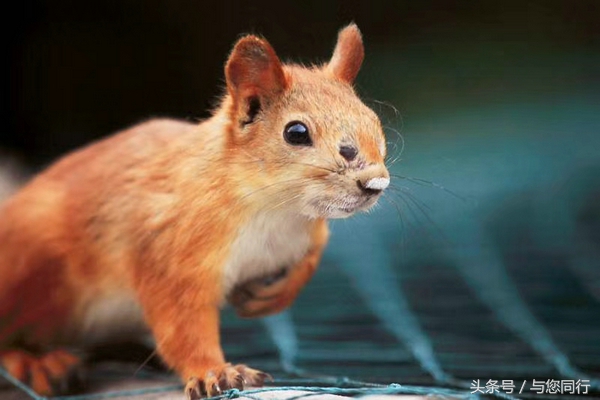 雪地松鼠可爱视频,雪地松鼠卖萌