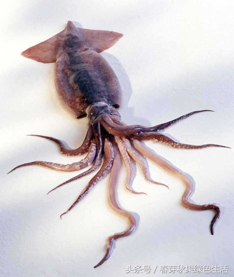 章鱼鱿鱼墨鱼乌贼八爪鱼的区别,鱿鱼章鱼八爪鱼墨鱼乌贼