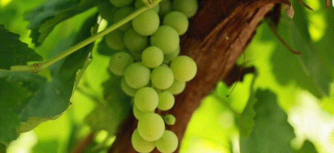 古尔邦节去哪儿玩？青铜峡大青葡萄摘起来！错过还得等一年！