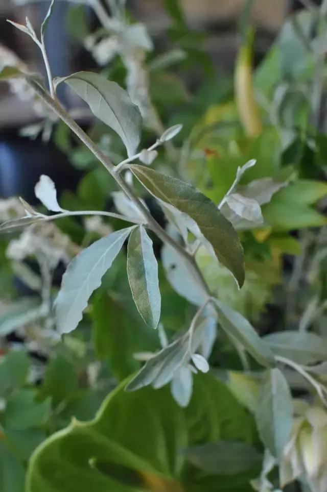 七夕第一次去花店买花应该怎么做,花店七夕节怎么卖花