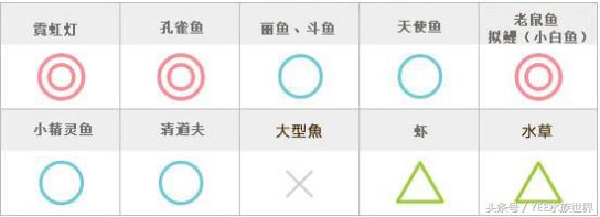 用简单的方法让鱼缸变的更清澈,掌握这些技巧让你的鱼缸更加清爽