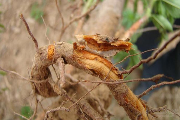 哪些植物易产生根腐病,植物根腐怎么治疗
