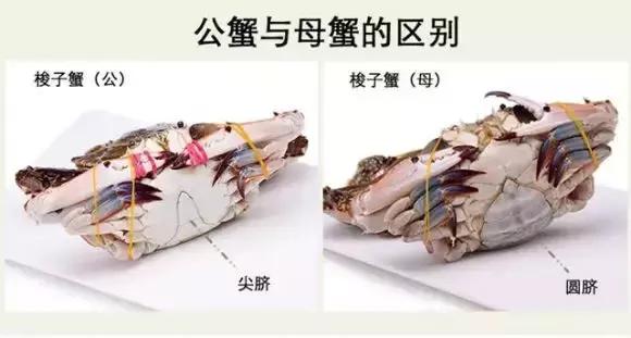 梭子蟹现在好吃吗,梭子蟹现在肉多不多