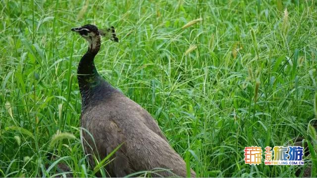 京城最大郊野公园，不仅免费，还藏了好多不为人知的秘密！