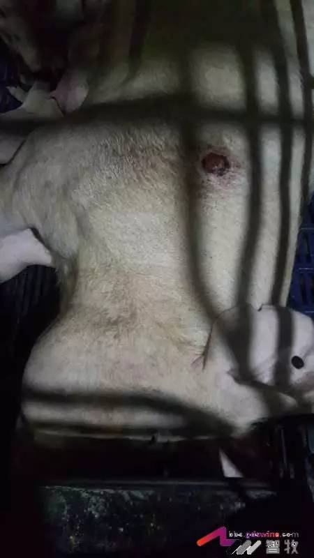 母猪身上有烂斑什么毛病,母猪身上长癞怎么办