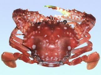 又到了吃螃蟹的季节怎样挑选螃蟹,如何正确挑选食用螃蟹你都知道吗