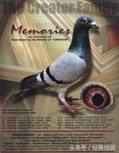 看看这些鸽子的成绩,他们能获得这样的成绩一定不是因为偶然