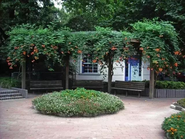 凌霄盆景如何养护,凌霄盆栽植物