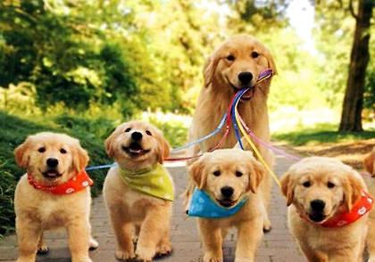 最聪明的狗狗排行榜小型犬,最适合新手养的狗狗十大排行榜