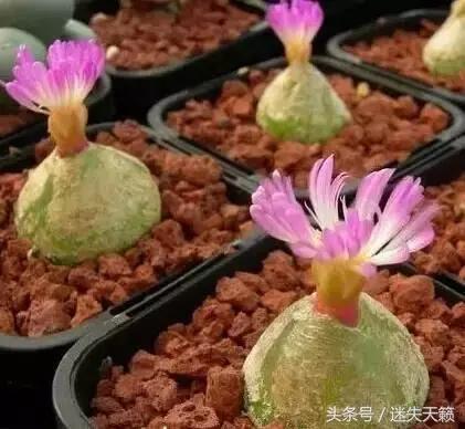 多肉，你小时候的样子太萌了，可千万别长大，长残