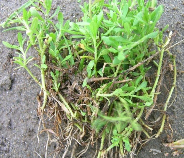 农村常见的野草及功效,你知道的农村最常见的野草