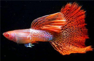 孔雀鱼下崽时难产怎么办,孔雀鱼待产的正确方法