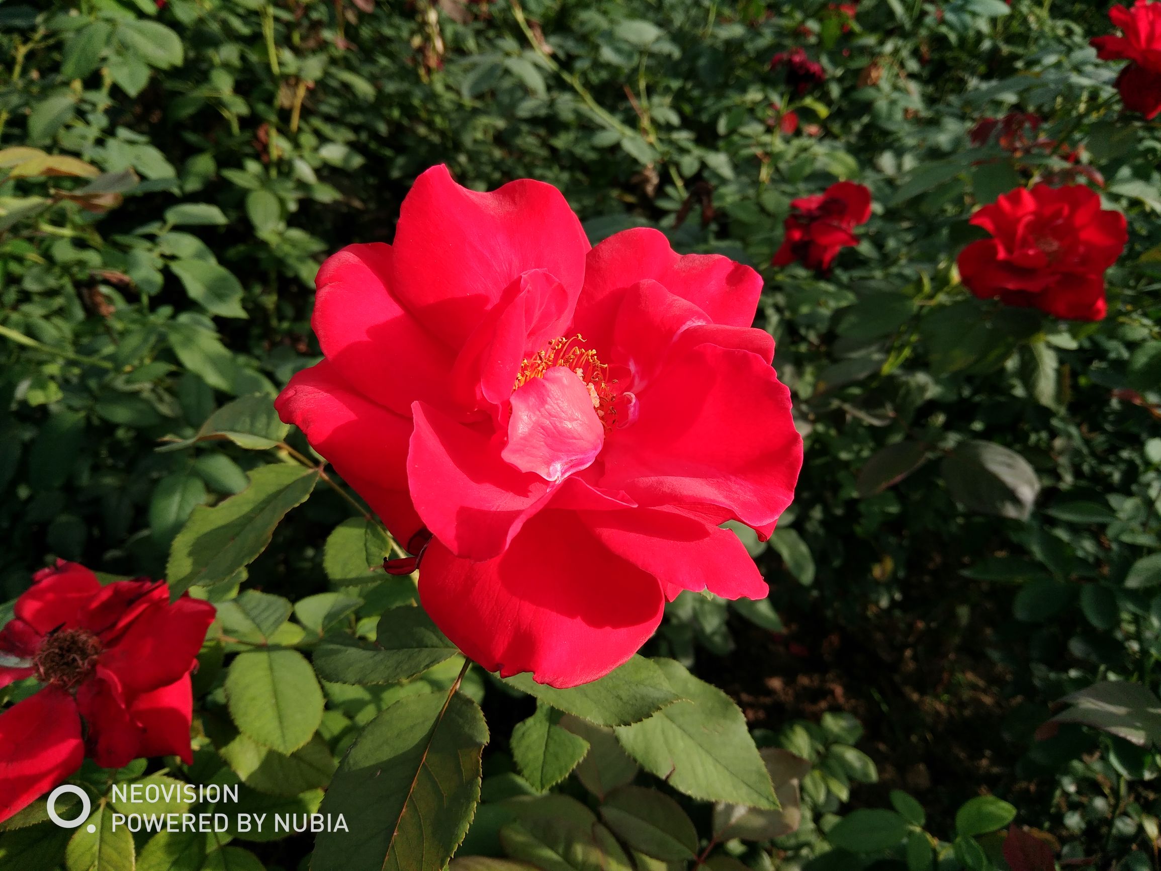 努比亚z17畅享版配置参数,努比亚z17无边框摄影机评测