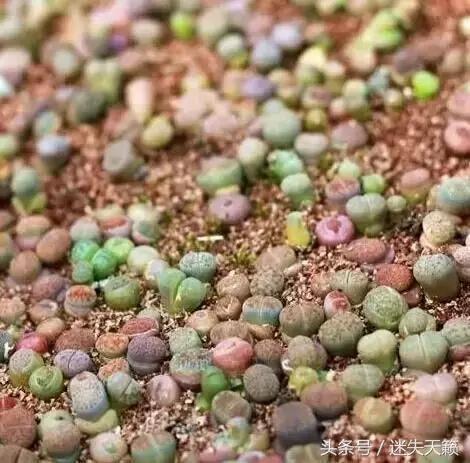 多肉，你小时候的样子太萌了，可千万别长大，长残