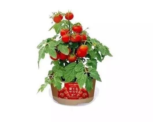 日本便利店好物测评,看完罗森便利店变化的感想