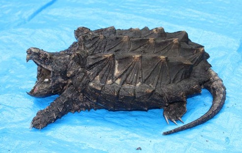 家里养鳄龟的养殖方法及注意事项,如何养好鳄龟让鳄龟更凶狠