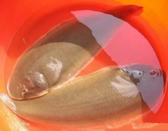 羊口开海！倒计时一天！第一网吃起来！看完哈喇子流一地