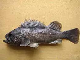 羊口开海！倒计时一天！第一网吃起来！看完哈喇子流一地